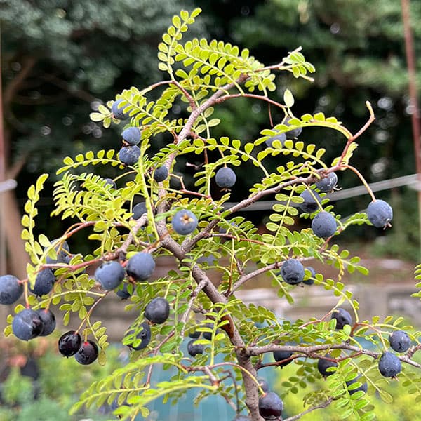 テンノウメ（ハイブリット）白花3号ポット
