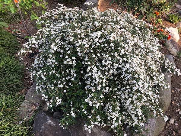 テンノウメ（ハイブリット）白花3号ポット