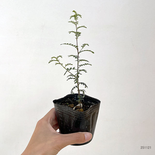 テンノウメ（ハイブリット）白花3号ポット