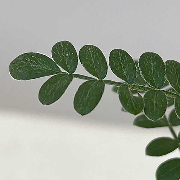 テンノウメ（ハイブリット）白花3号ポット