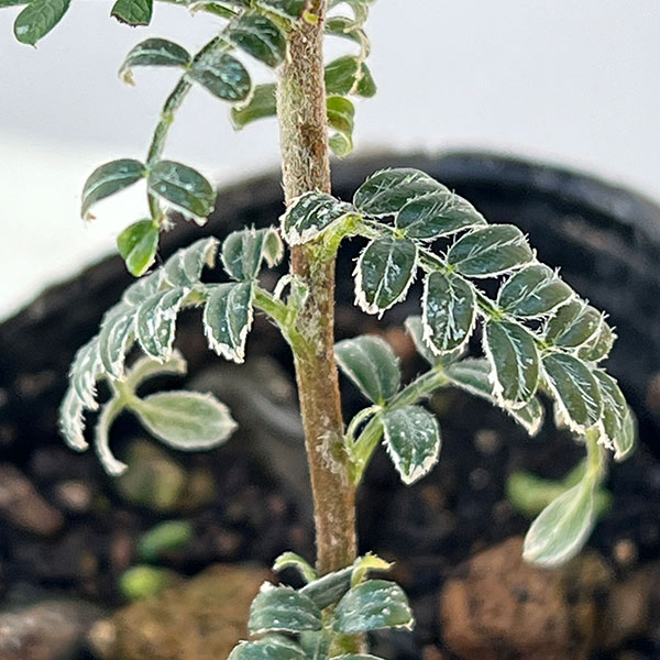 テンノウメ（ハイブリット）白花3号ポット