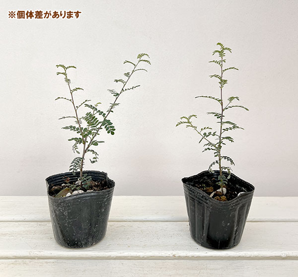 テンノウメ（ハイブリット）白花3号ポット