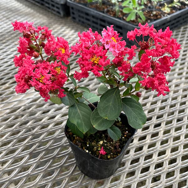 サルスベリ：ディアルージュ3.5号ポット