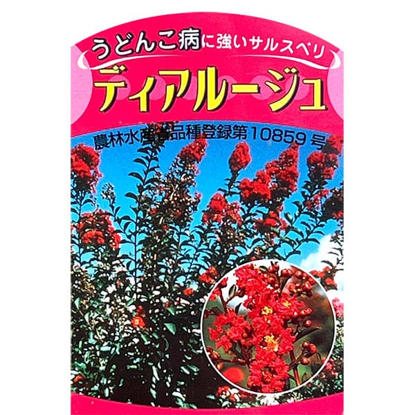 サルスベリ：ディアルージュ3.5号ポット