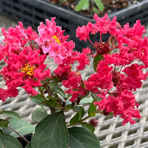 サルスベリ：ディアルージュ3.5号ポット