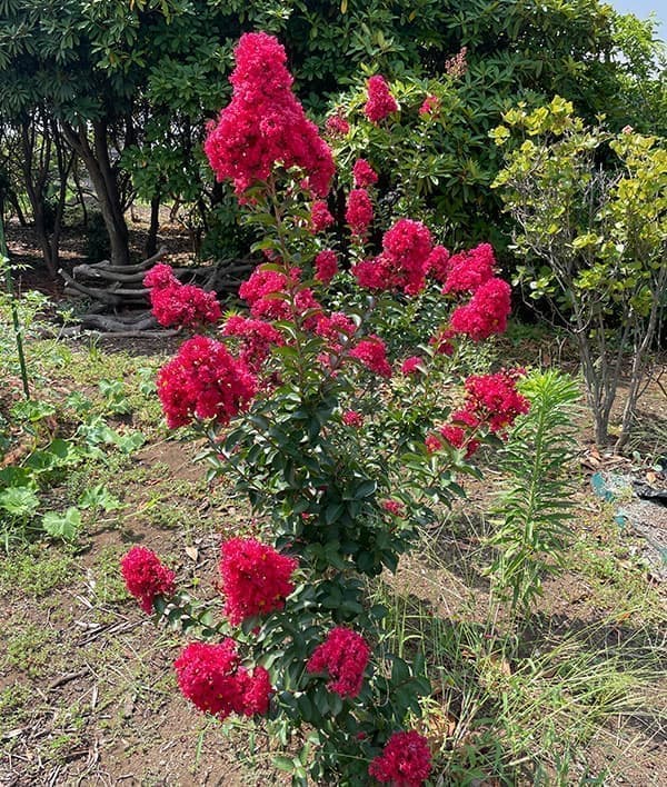 サルスベリ：ディアルージュ3.5号ポット