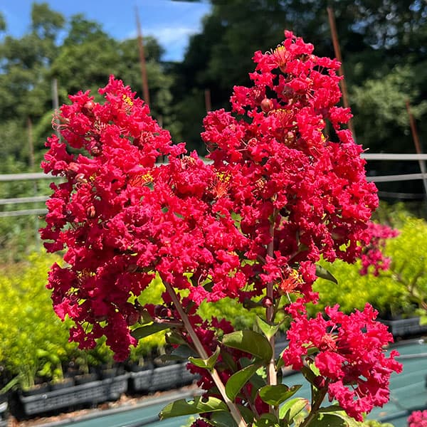 サルスベリ：ディアルージュ3.5号ポット