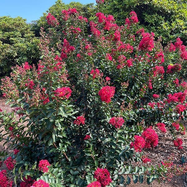 サルスベリ：ディアルージュ3.5号ポット