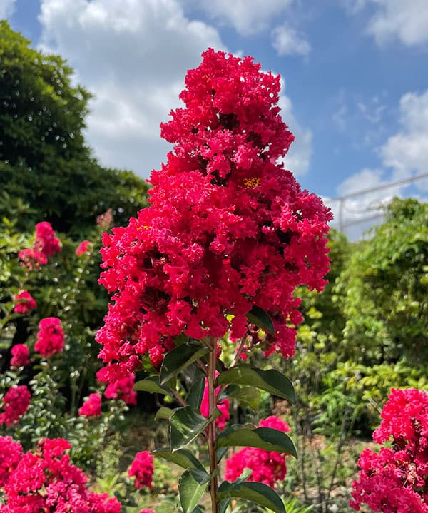 サルスベリ：ディアルージュ3.5号ポット