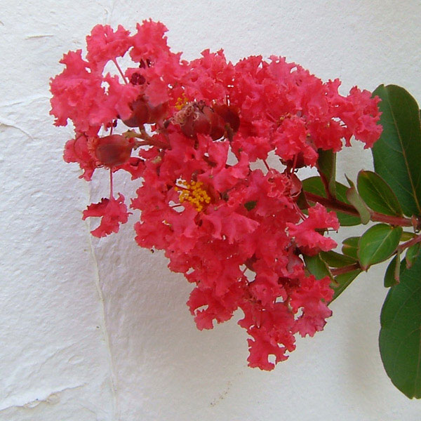 サルスベリ：ディアルージュ3.5号ポット