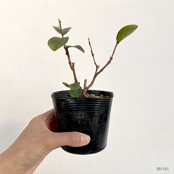 サルスベリ：ディアルージュ3.5号ポット