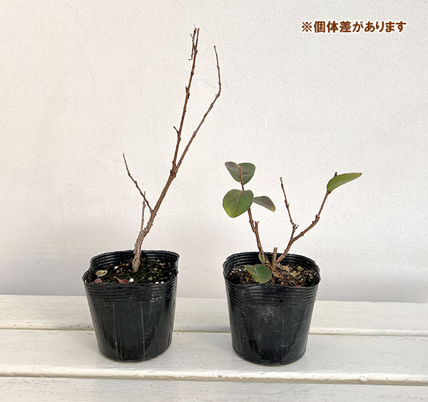 サルスベリ：ディアルージュ3.5号ポット