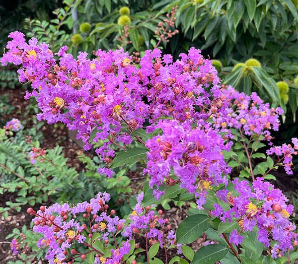 サルスベリ：ディアパープル3.5号ポット