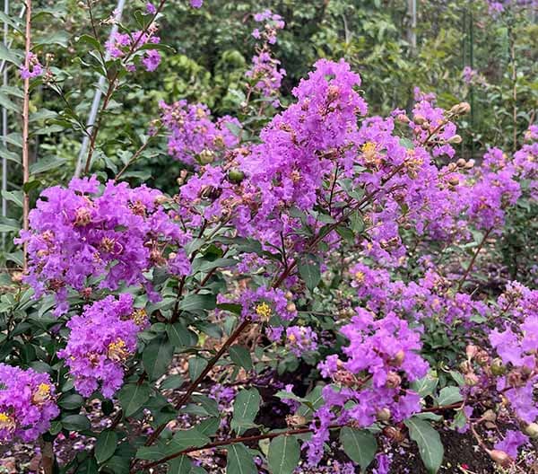 サルスベリ：ディアパープル3.5号ポット