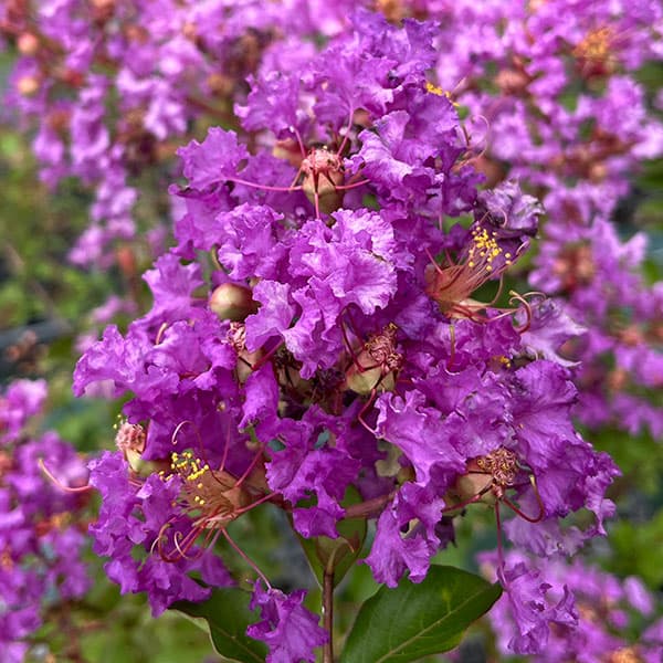 サルスベリ：ディアパープル3.5号ポット