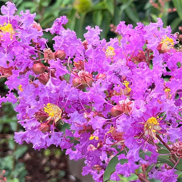 サルスベリ：ディアパープル3.5号ポット