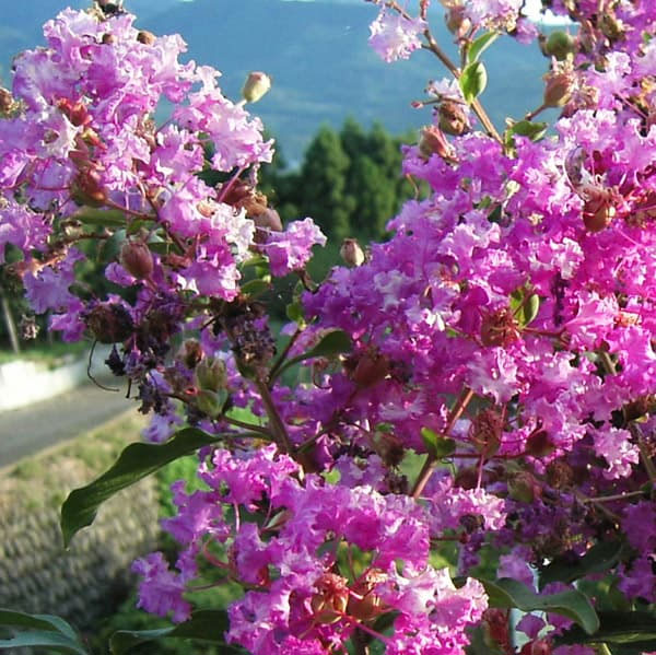 サルスベリ：ディアパープル3.5号ポット