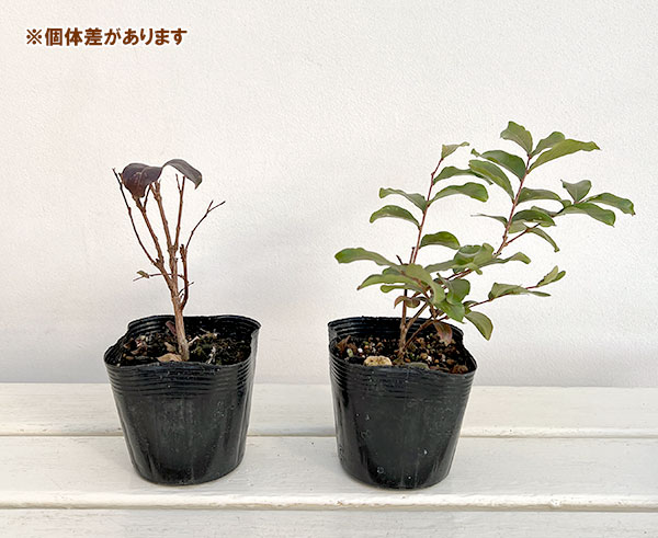 サルスベリ：ディアパープル3.5号ポット