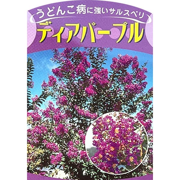 サルスベリ：ディアパープル3.5号ポット