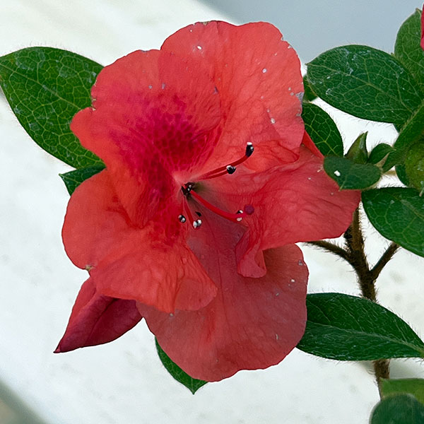 ツツジ（四季咲き）：トロピカル3号ポット