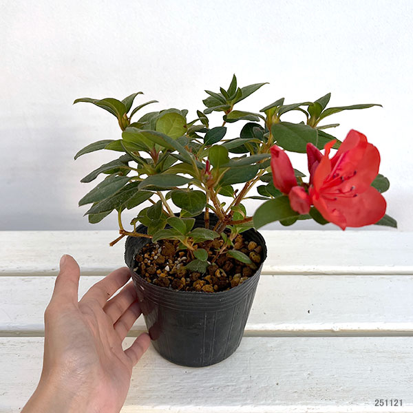 ツツジ（四季咲き）：トロピカル4号ポット