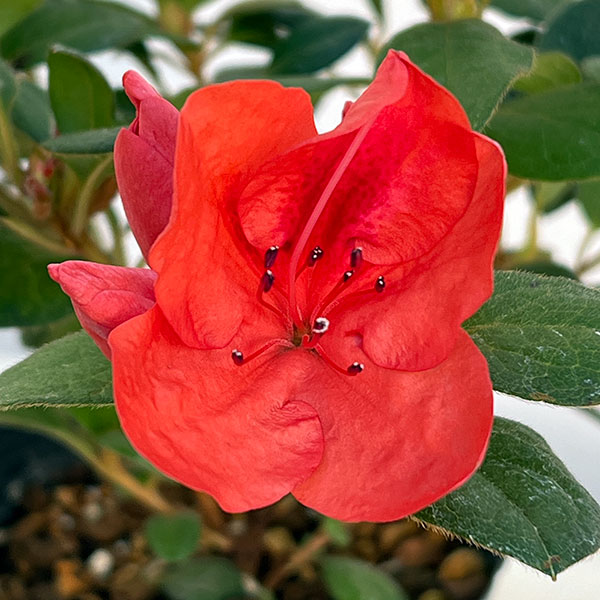 ツツジ（四季咲き）：トロピカル4号ポット