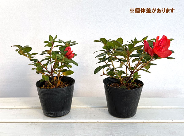 ツツジ（四季咲き）：トロピカル4号ポット