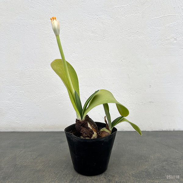 マユハケオモト3.5号ポット