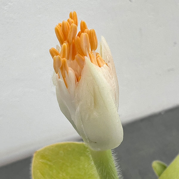 マユハケオモト3.5号ポット