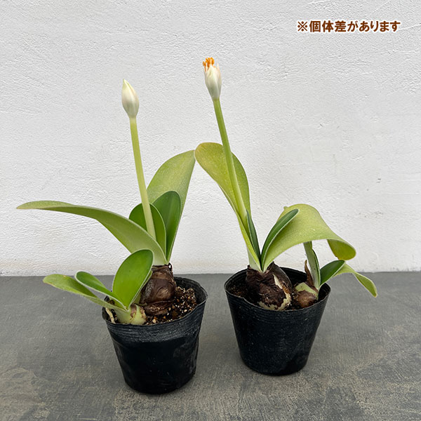 マユハケオモト3.5号ポット