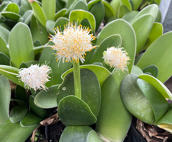 マユハケオモト5号鉢植え