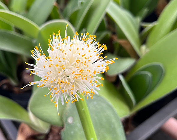 マユハケオモト5号鉢植え