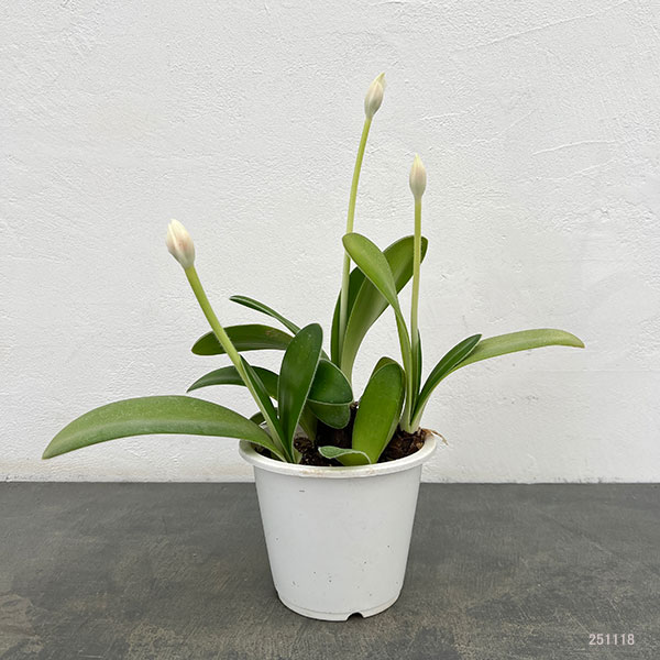 マユハケオモト5号鉢植え