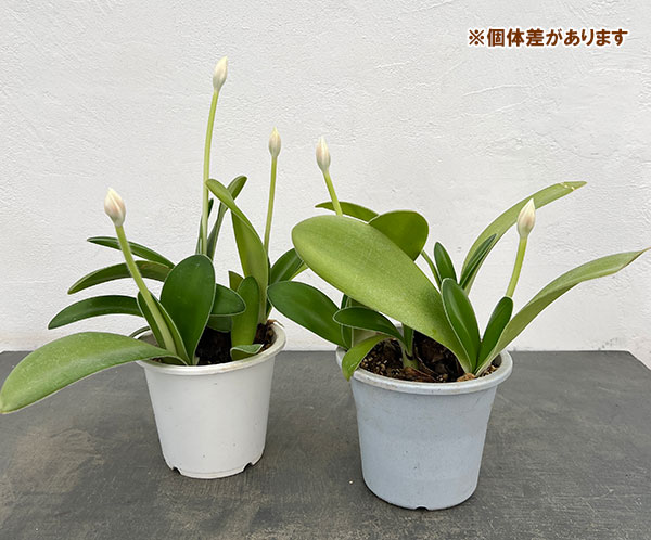 マユハケオモト5号鉢植え