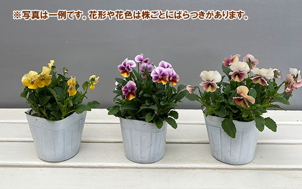 ビオラ:ロカハーツ パステルミックス3.5号ポット