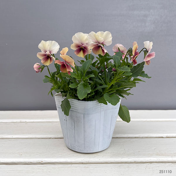 ビオラ:ロカハーツ パステルミックス3.5号ポット