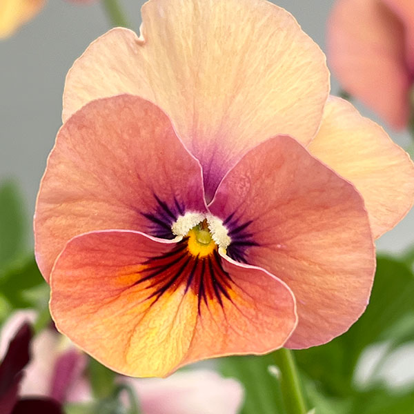 ビオラ:ロカハーツ パステルミックス3.5号ポット