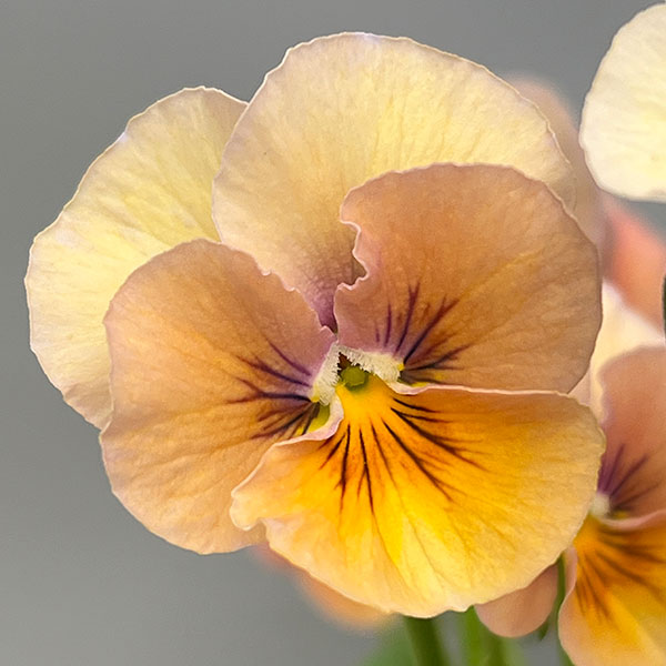 ビオラ:ロカハーツ パステルミックス3.5号ポット