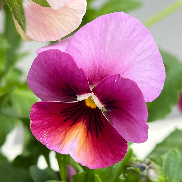 ビオラ:ロカハーツ パステルミックス3.5号ポット