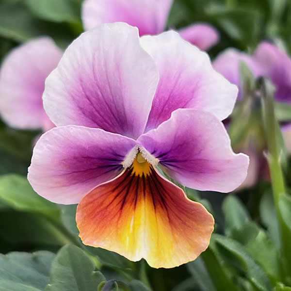 ビオラ:ロカハーツ パステルミックス3.5号ポット