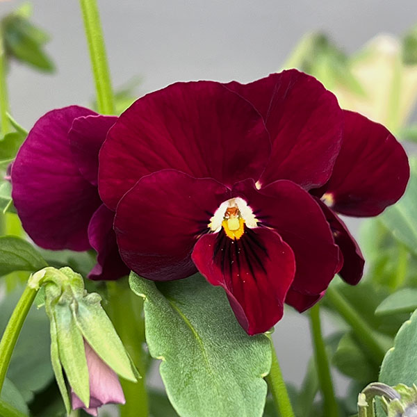 ビオラ:ロカハーツ パステルミックス3.5号ポット