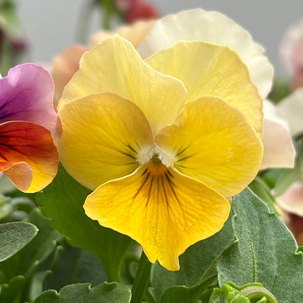 ビオラ:ロカハーツ パステルミックス3.5号ポット