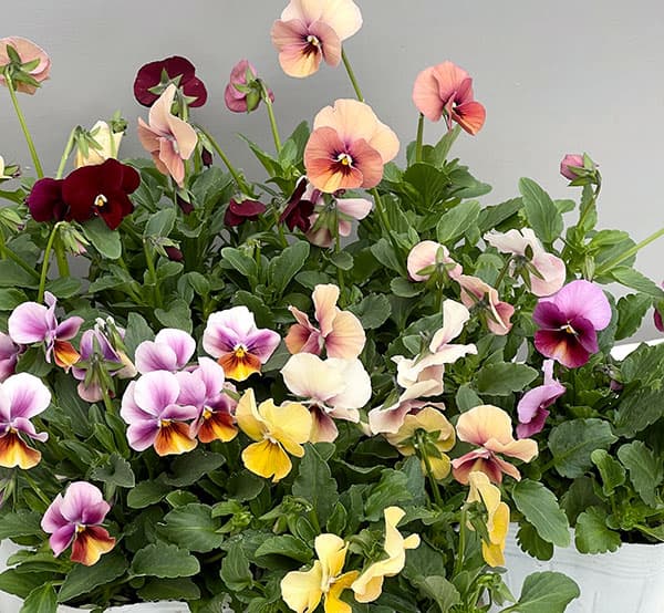 ビオラ:ロカハーツ パステルミックス3.5号ポット