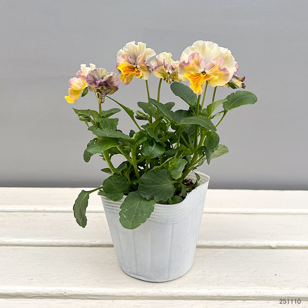 パンジー：ロカハーツ　クリコット3.5号ポット