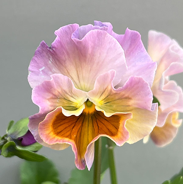 パンジー：ロカハーツ　クリコット3.5号ポット