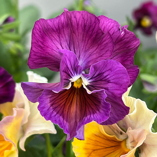 パンジー：ロカハーツ　クリコット3.5号ポット