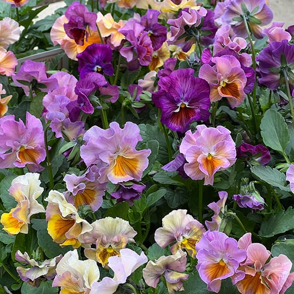 パンジー：ロカハーツ　クリコット3.5号ポット