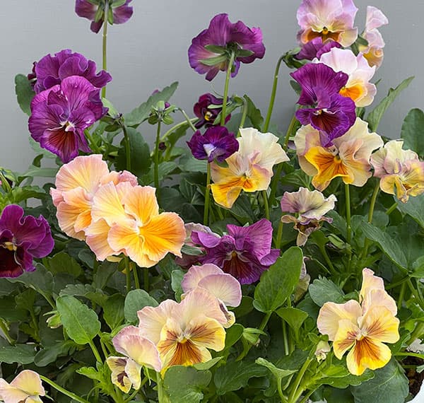 パンジー：ロカハーツ　クリコット3.5号ポット