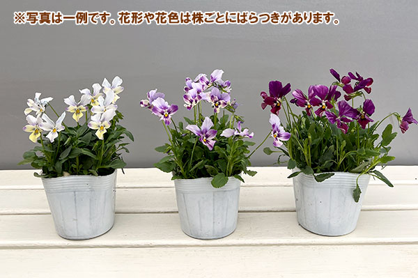 ビオラ:ロカハーツ ラビットウィングス3.5号ポット