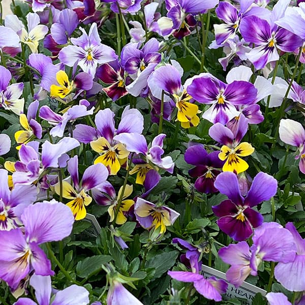 ビオラ:ロカハーツ ラビットウィングス3.5号ポット